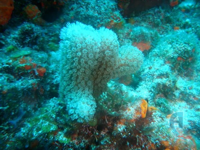 coral suave paisaje submarino del caribe
